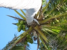PICTURES/Tourist Sites in Florida Keys/t_Pigeon Key - Palm Tree 3.JPG